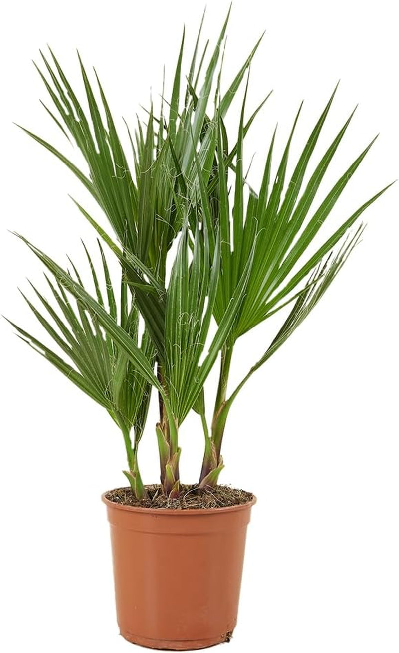 Bloomique - 2Er Set - Washingtonia Robusta - Mexikanische Fächerpalme - Palme - Winterharte Balkonpflanzen - Gartenpflanzen Winterhart - Höhe 80-100 Cm - Topf 21 Cm