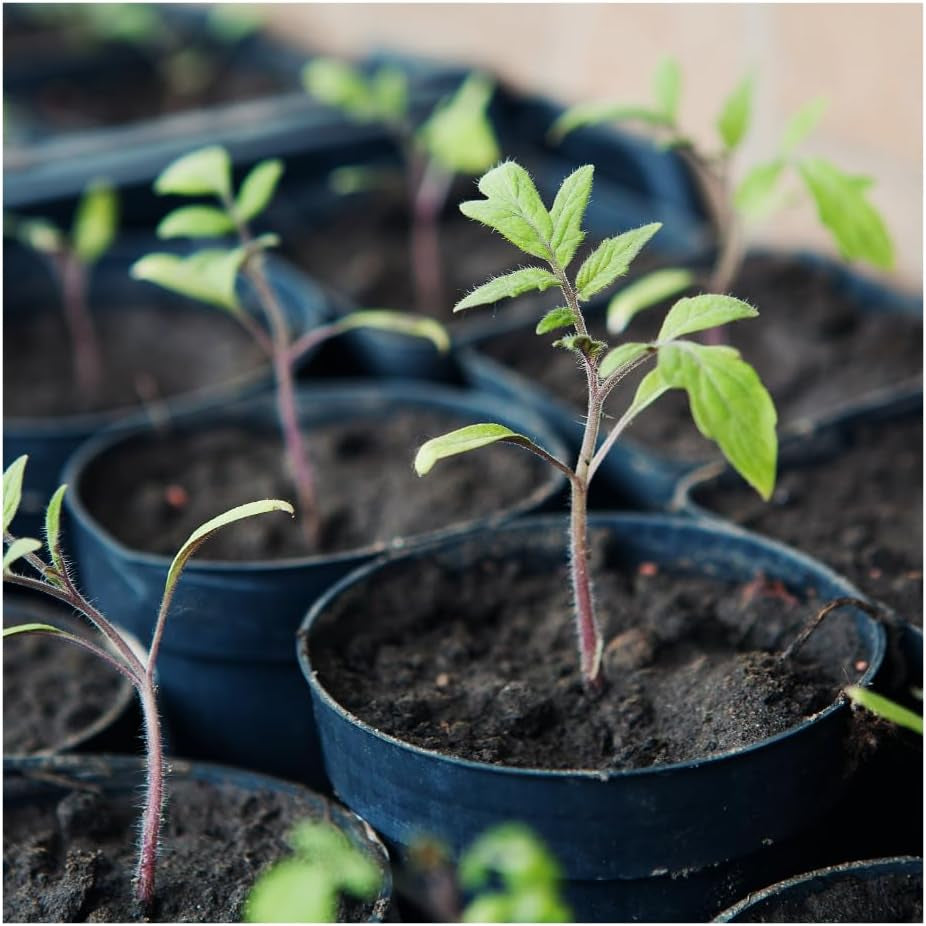 Tomate Noire Russe