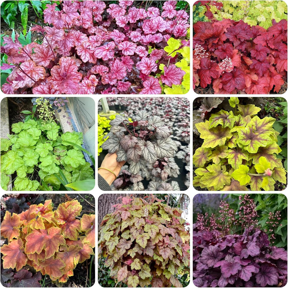 Heuchera - Purpurglöckchen Schnell Wachsende Sträucher Küchenkräuter Balkonpflanzen Balkon Kräutergarten Küche Indoor Blumensamen Gastgeschenk Bonsai Gartendeko Für 500Samen