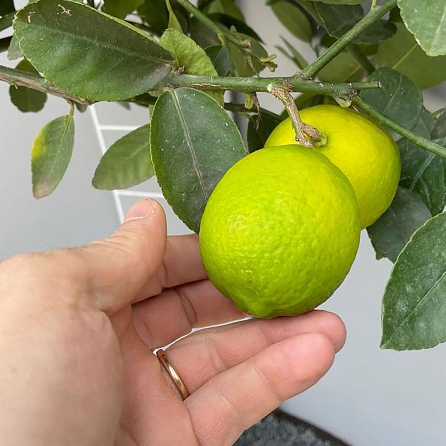 SAVINI VIVAI Zitruspflanze Tahiti-Limette Im 20 Cm Topf, Höhe 70 Cm, 2-3 Jahre Veredelung, Hergestellt in Italien