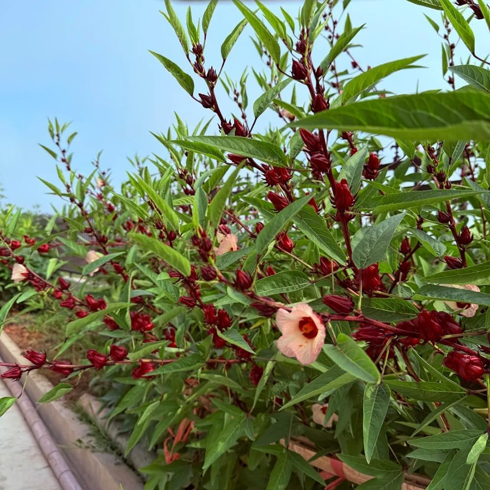 Hibiscus Sabdariffa - Hochbeet Küchenkräuter Balkonpflanzen Exotische Balkon Pflanzensamen Wildkräuter Luftreinigende Zimmerpflanzen Seltene Küchenkräuter Deko Kräuterpflanzen 300Samen