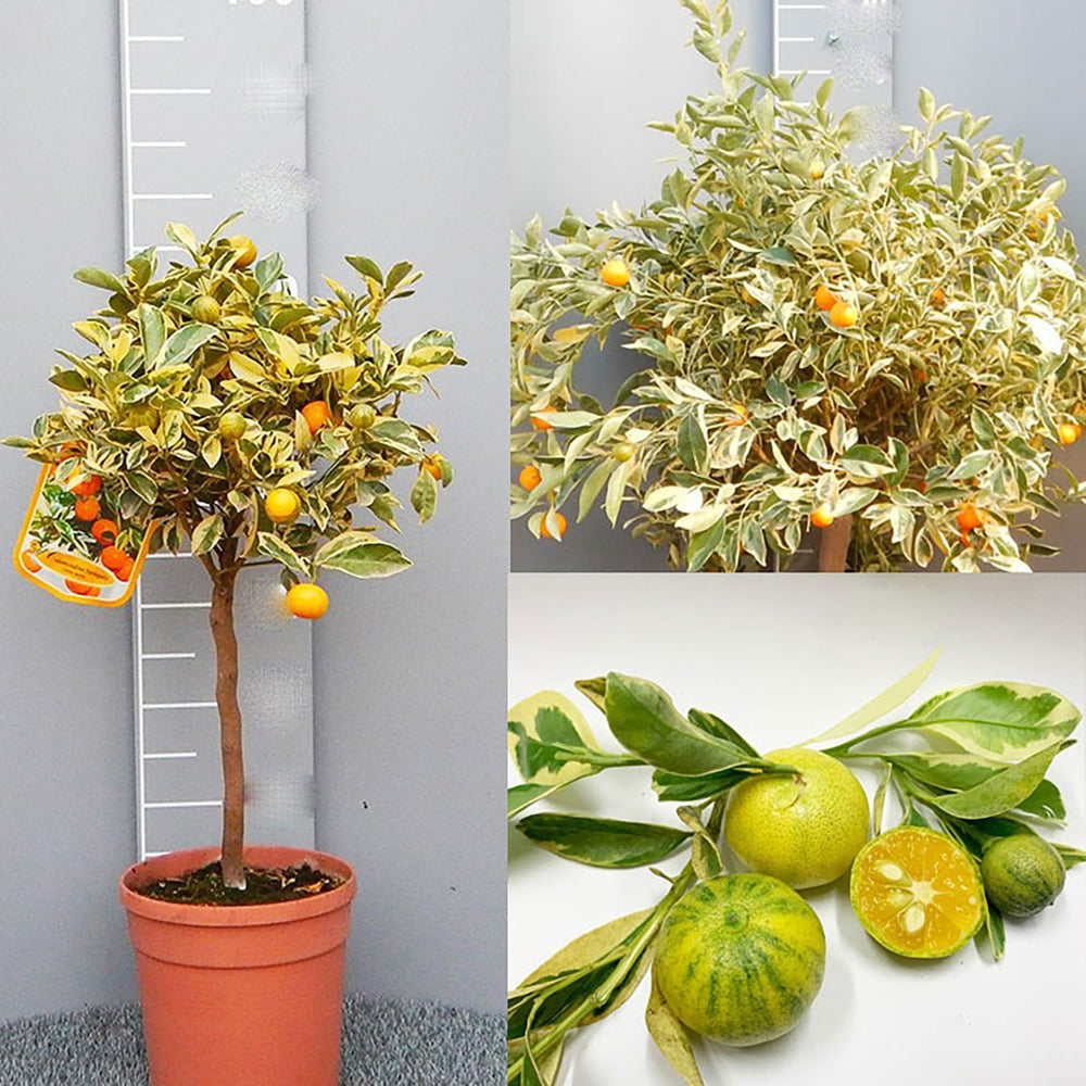 SAVINI VIVAI Bunte Calamondino-Pflanze, Bunter Calamondino-Zitrusbaum Im 20 Cm Topf, Höhe 70 Cm, 2–3 Jahre Veredelung, Hergestellt in Italien