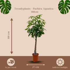 Trendyplants - Pachira Aquatica - Geldbaum - Zimmerpflanze - Höhe 160-180 Cm - Topfgröße Ø27Cm