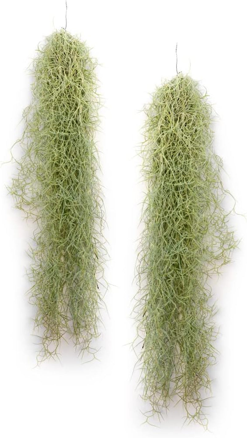 Air Plant Tillandsien Usneoides - Feenhaar Weiß - Tillandsien Hängend – Hängepflanze – Hängedeko - Luftpflanzen Hängend - Feenhaar Weiß - Pflanze Ohne Erde (1, 20-30 Cm)