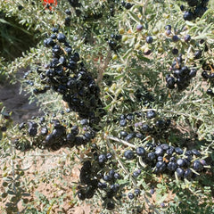 Schwarz Goji Beeren, Wildkräuter Wolfsbeere, Lycium Ruthenicum, Kräuterpflanzen Kräutersamen Exotische Kräutergarten Kräutergarten Seltene 150Samen
