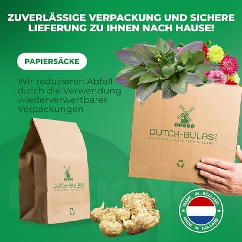 Calla Lilien Zwiebeln Winterhart Mehrjährig - Zantedeschia - 10 große Blumenzwiebeln, 5 Sorten Mix - Echte Pflanzen aus Holland - für Garten und Topf (große Knollen, kein Samen und nicht künstlich)