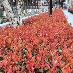 Rote Glanzmispelsamen - Hochbeet Winterharte Balkonpflanzen Red Robinsamen Winterharte Garten Bodendecker 300Pcs