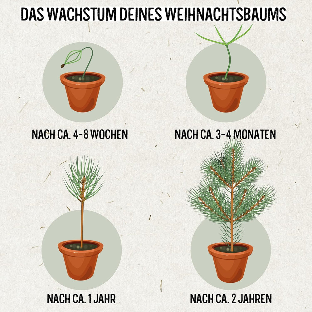 Sapin de Noël 2030 - Graines d'arbre de Noël Nordmann pour planter un sapin de Noël, idéales comme cadeau de Noël Secret Santa