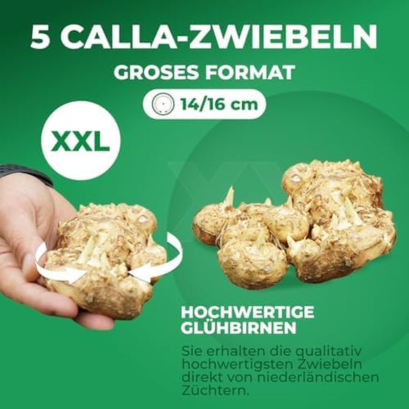 Calla Bulbs Hardy Vivace – Zantedeschia Orange Passion (Orange) – 5 grands bulbes de fleurs – Véritables plantes hollandaises – Pour jardin et pots (pas de graines, non artificielles)