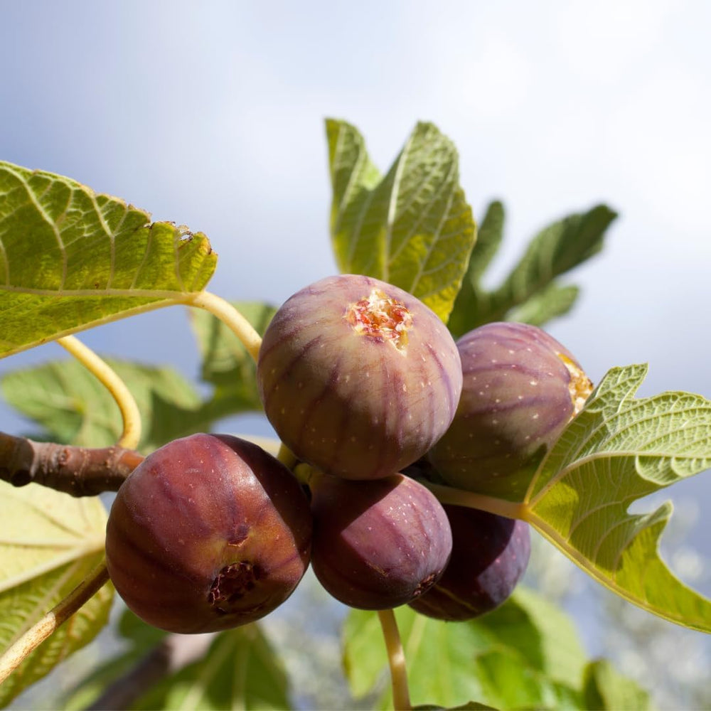 Feigenbaum Verdone – Obstpflanze Alte Sorte Topf Ø 20 Cm Höhe 150-170 Cm – Alter: 2 Jahre - Italienische Baumschule