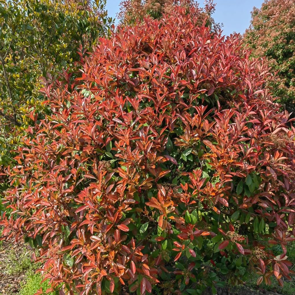Glanzmispel Red Robin, Stauden Winterhart Mehrjährig Photinia Fraseri Red Robin, Gartenpflanzen Exotische Schnellwachsende Sträucher 300Samen
