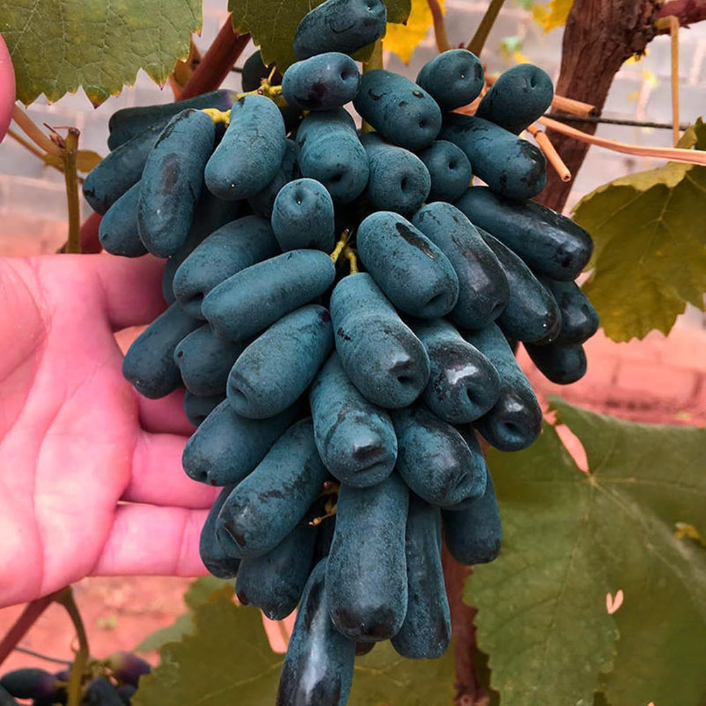 Mélange de bulbes de fleurs, ampoule magique mystère, plantation rustique, bulbe de fleurs vivaces résistant à l’hiver, bulbes rustiques - 3 bulbes d’orchidées