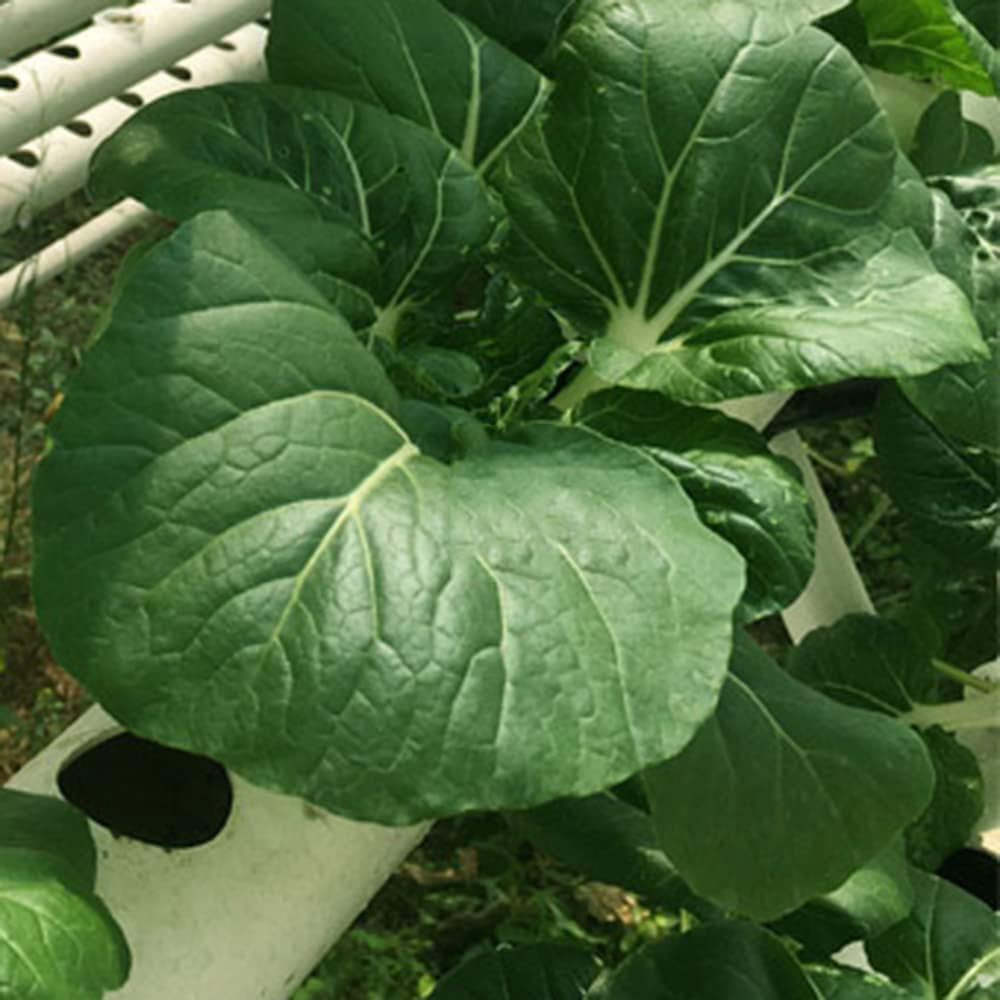 Kit de culture hydroponique 1 couche avec 54 jardinières, systèmes de culture de plantes sans sol en PVC avec pompe à eau, kits de culture hydroponique pour cultiver des légumes et des fruits sur les balcons, les jardins, les patios et les cours