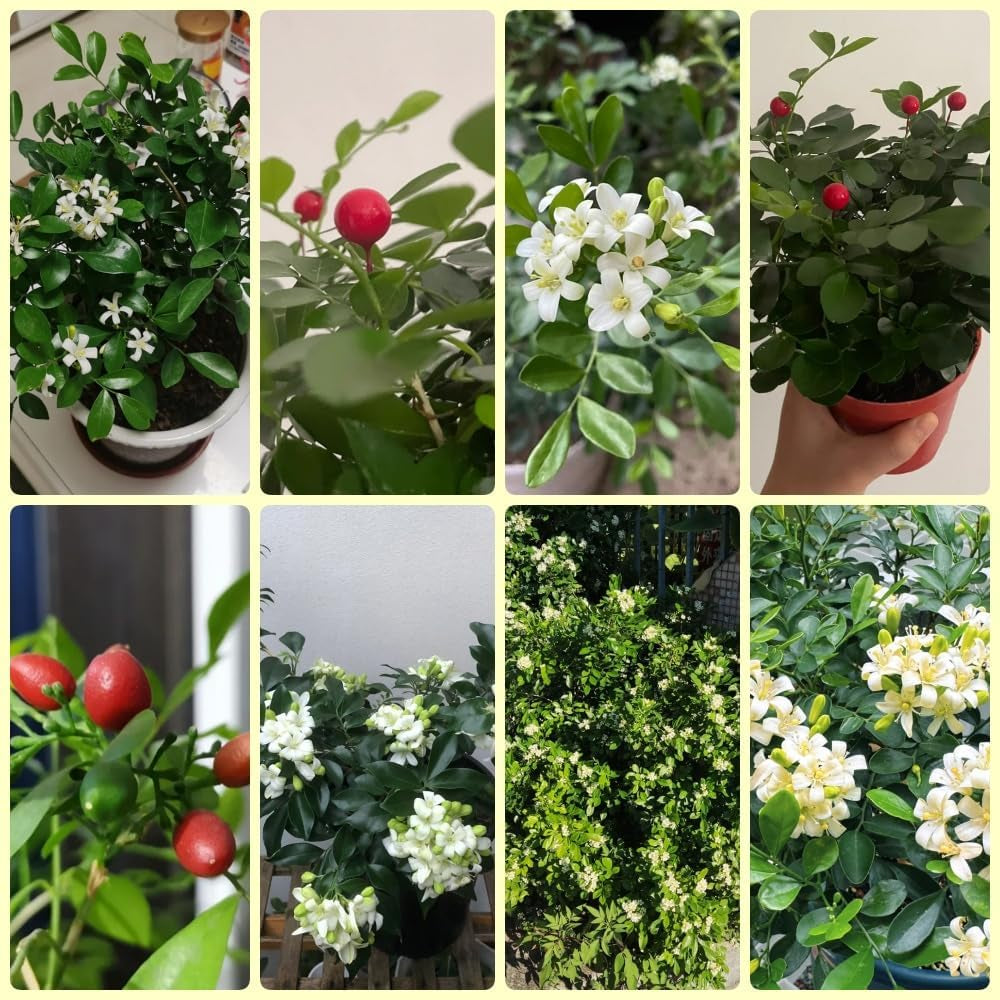 Murraya Exotica, Sträucher Kräutersamen, Balkonpflanzen Kräuterpflanzen Garten Geschenk Gartenpflanzen Winterhart Mehrjährig 150Samen