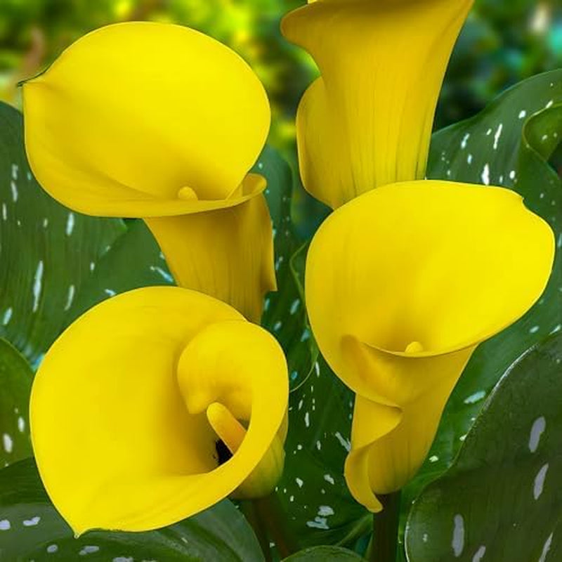 Calla Bulbs Hardy Vivace – Zantedeschia Orange Passion (Orange) – 5 grands bulbes de fleurs – Véritables plantes hollandaises – Pour jardin et pots (pas de graines, non artificielles)