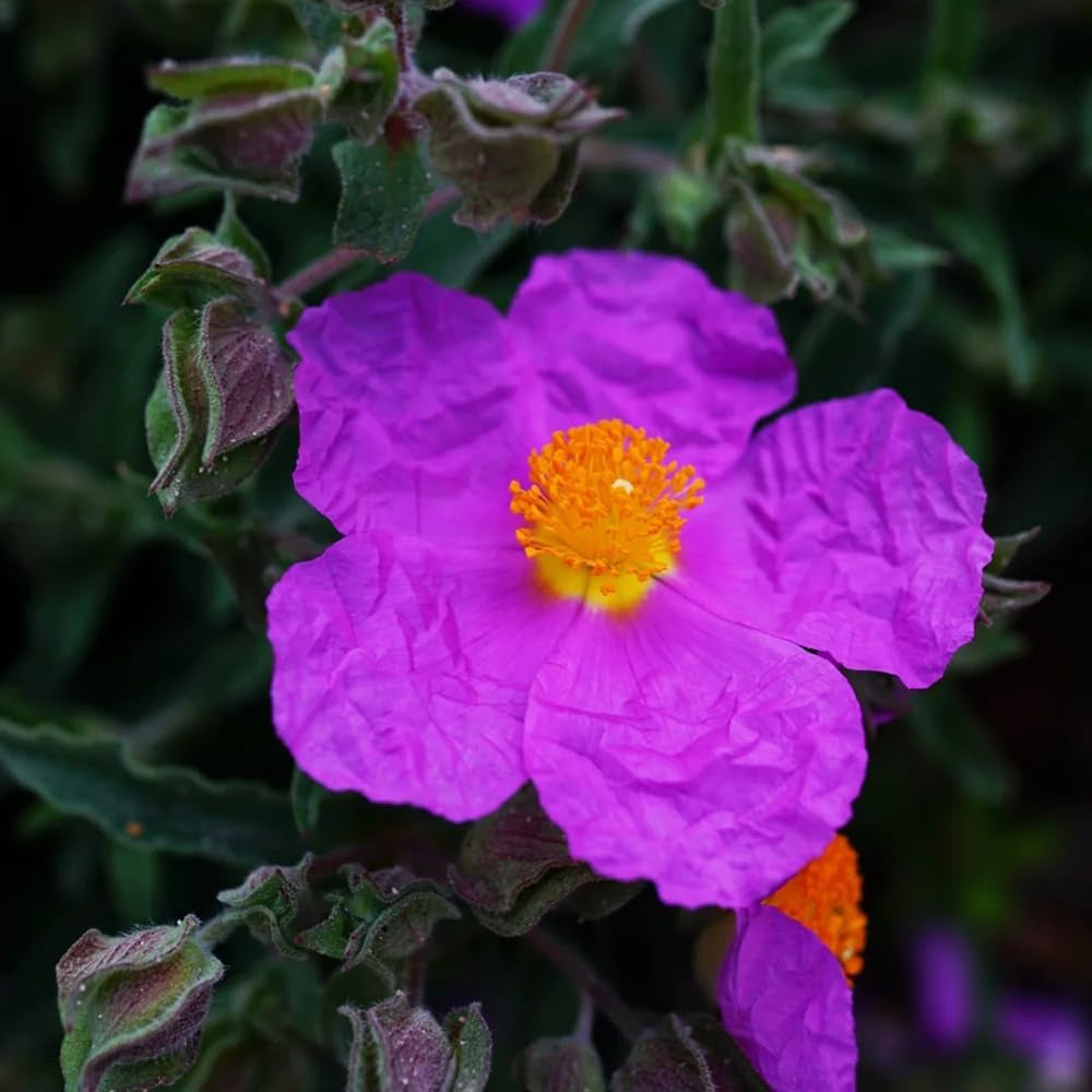 Zistrose Seltene Büropflanzen Zistrosesamen Bonsaibaum Kletterpflanzen Winterharte Kübelpflanzen Zimmerbonsai Schnittblumen Minigarten Sträucher Winterhart Blühend 300Samen