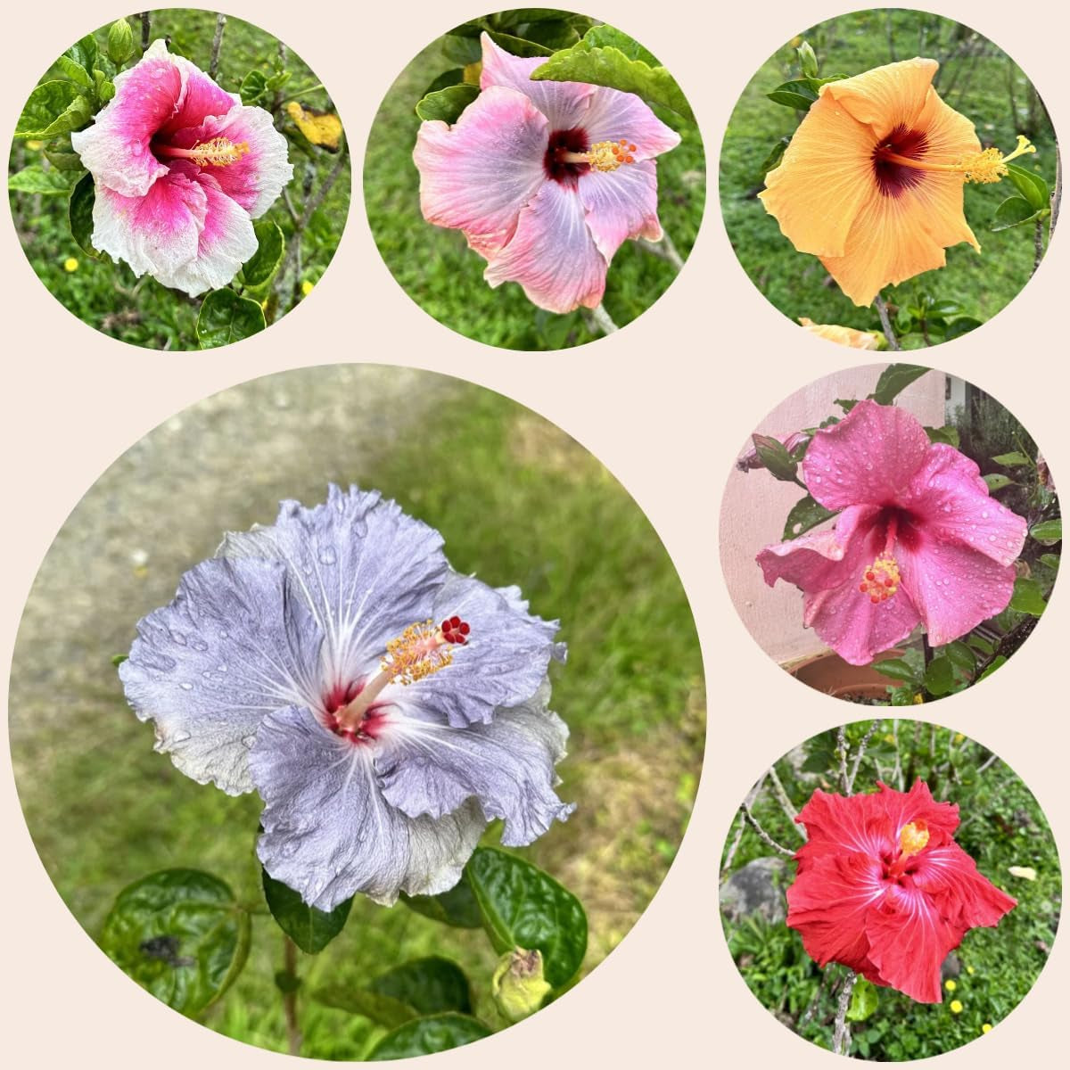 Hibiskus - Bio, Zimmer, Garten Mehrjährig Winterhart, Hochbeet, 30Samen
