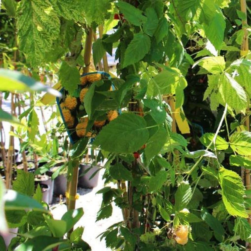 Himbeerbaum Himbeeren Gelbe Himbeeren Biferi - - Obstpflanze Antik Auf Blumentopf 17 - Baum Max 180 Cm – Anbau Italien