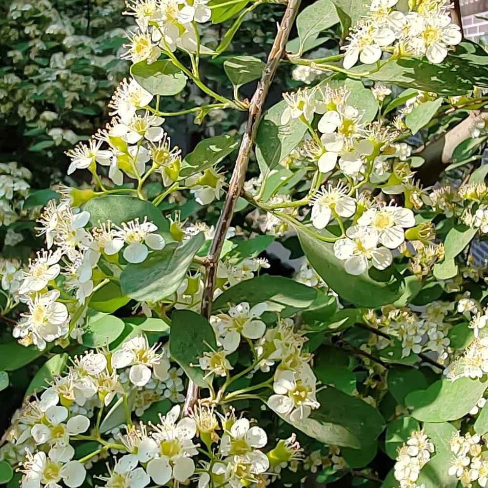 Teppichmispel, Alte Sorten Bodendecker Cotoneaster Dammeri, Zwergmispel, Balkonpflanzen Für Sonnige Plätze Herbstblumen Winterhart 70Samen