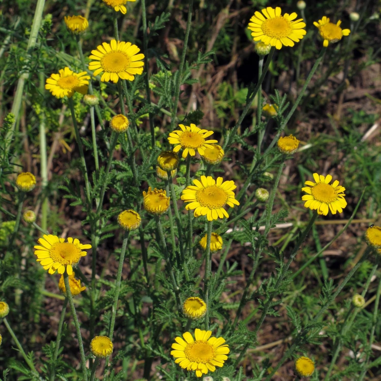 Camomille de teinture (Anthemis tinctoria) - environ 800 graines de la plante tinctoriale traditionnelle et de la fleur sauvage vivace