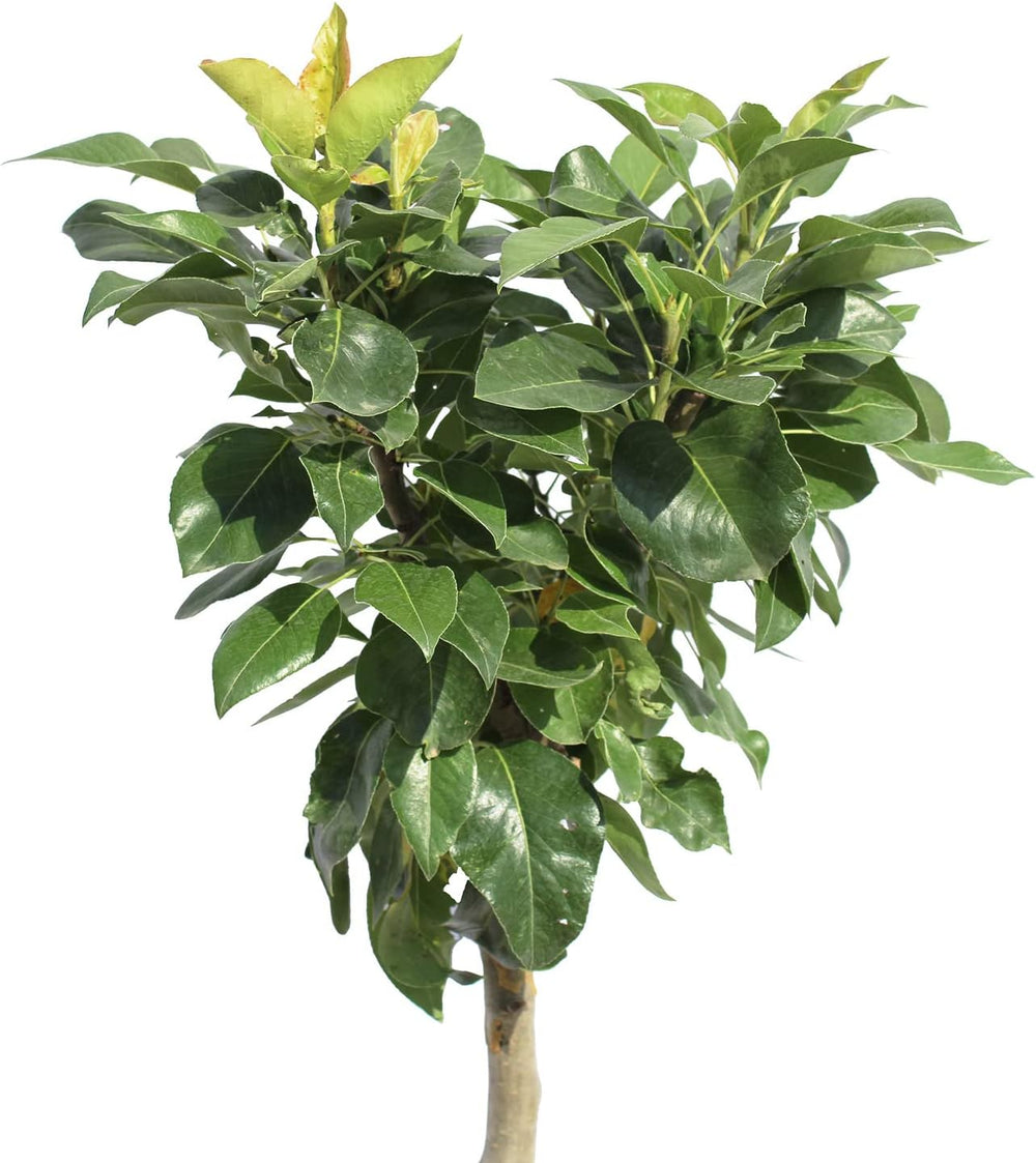 KENTIS - Zwergbirnenpflanze - Pyrus Communis - Echte Freilandpflanzen - Obstbaum - Kulturtopf Ø 24 Cm