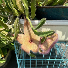 Stapelia - Balkonpflanzen Seltene Sukkulenten Grünpflanzen Zimmerpflanzen Balkongewächshäuser Für Sonnige Plätze Kräuterpflanzen Dekopflanzen Wohnzimmer Deko Bio Exotische Alte 15Samen