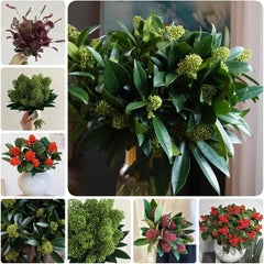 Skimmia, Wohnzimmer Deko Skimmia Japonica Rubella, Alte Sorten Pflanzensamen Exotische Sträucher Garten 50Samen