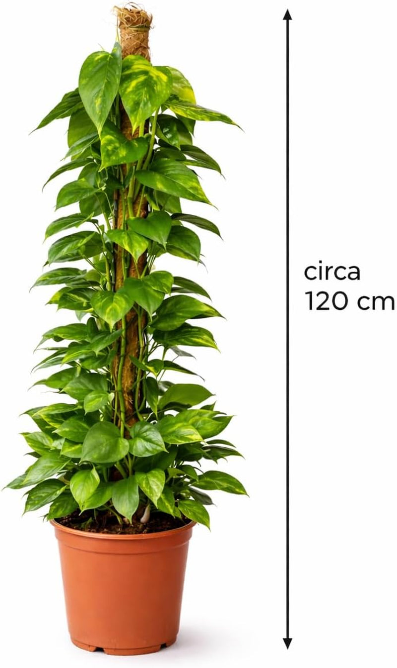 Efeutute (Epipremnum Aureum) Am Moosstab – Große, Pflegeleichte, Luftreinigende Zimmerpflanze Im Topf Ø 24 Cm, Höhe Ca. 120 Cm