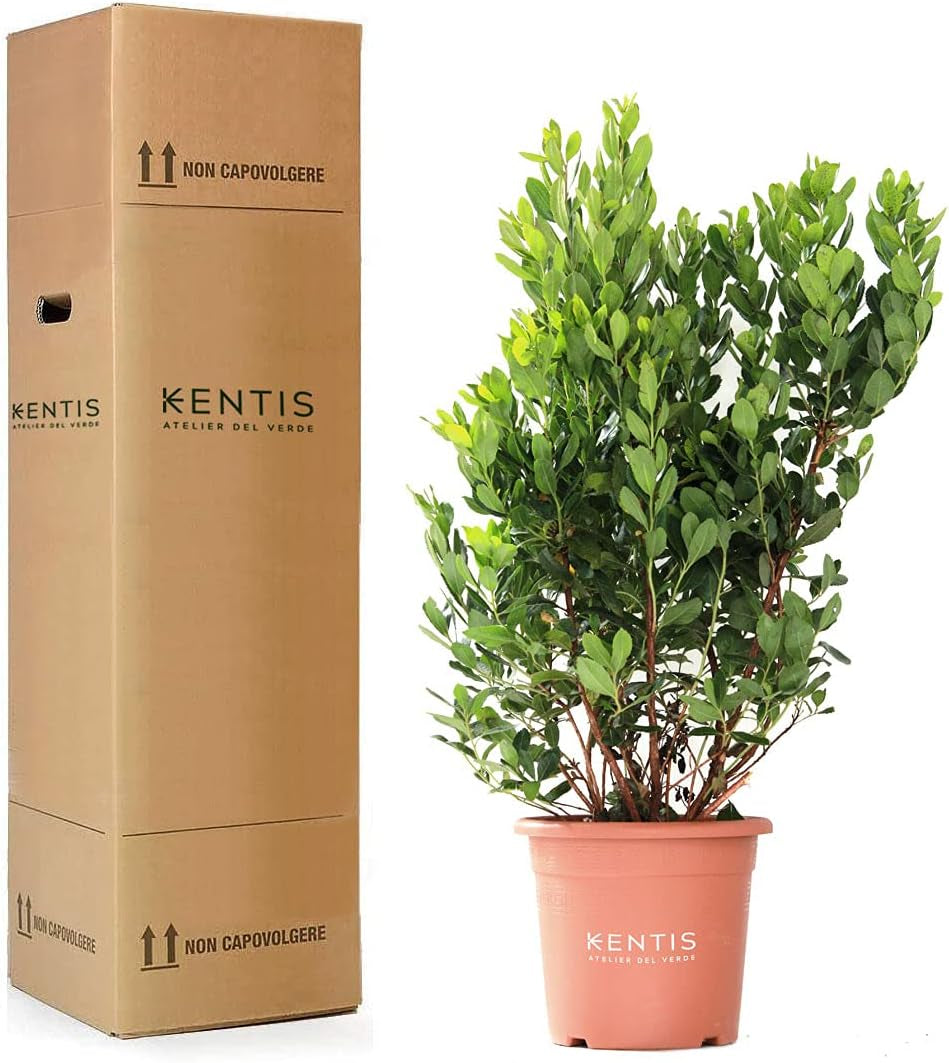 KENTIS - Fraisiers (Arbutus unedo) – Plantes rustiques pour le jardin – Plante persistante, véritable – Hauteur 80-100 cm, pot Ø 24 cm