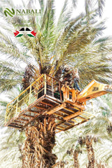 NABALI FAIRKOST 2KG Medjool - Dattes Medjoul Délice Qualité I Arôme 100% naturel frais et vegan I Dattes Medjool sans conservateur sucrées comme le miel et caramélisées (2KG) Produits déshydratés Naty Shop