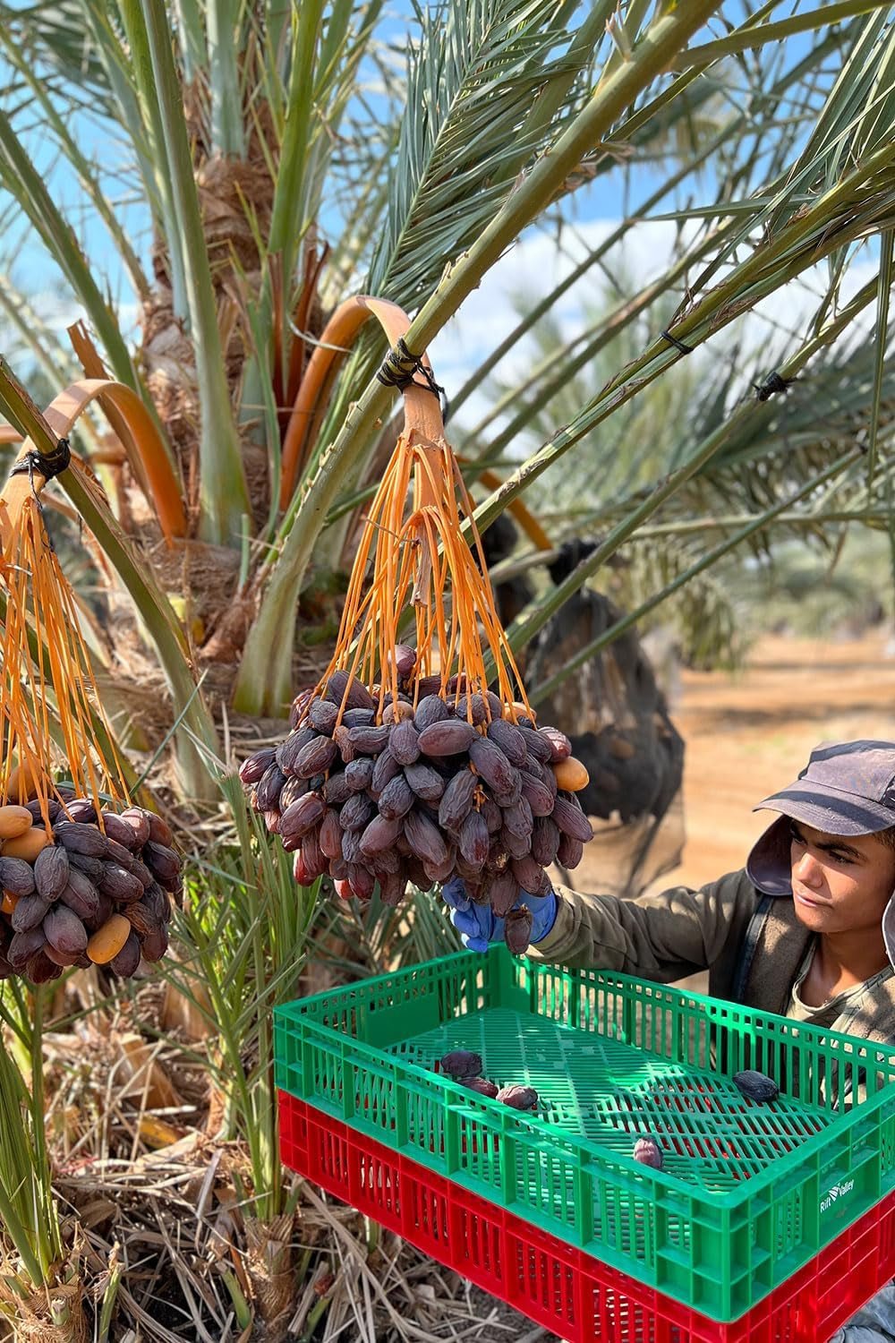 NABALI FAIRKOST FOR ALL Dattes Medjool Medjoul de Palestine - 100% naturel vegan aromatique traditionnel frais et oriental I sans conservateurs 5 kg (1 paquet), Petits/Moyens Produits déshydratés Naty Shop