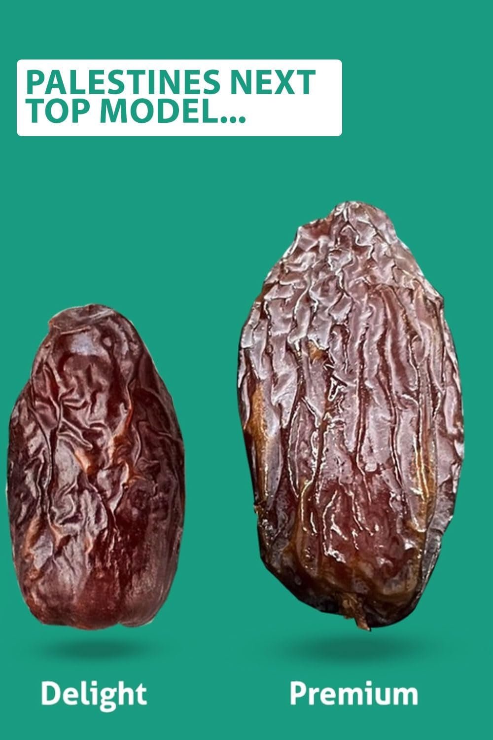 NABALI FAIRKOST FOR ALL Dattes Medjool Medjoul de Palestine - 100% naturel vegan aromatique traditionnel frais et oriental I sans conservateurs 5 kg (1 paquet), Petits/Moyens Produits déshydratés Naty Shop