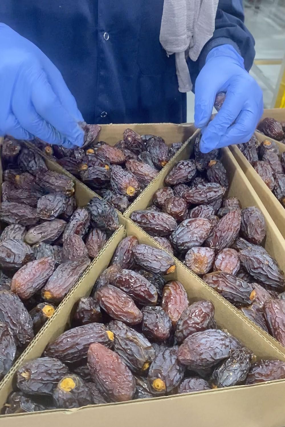 NABALI FAIRKOST FOR ALL Dattes Medjool Medjoul de Palestine - 100% naturel vegan aromatique traditionnel frais et oriental I sans conservateurs 5 kg (1 paquet), Petits/Moyens Produits déshydratés Naty Shop