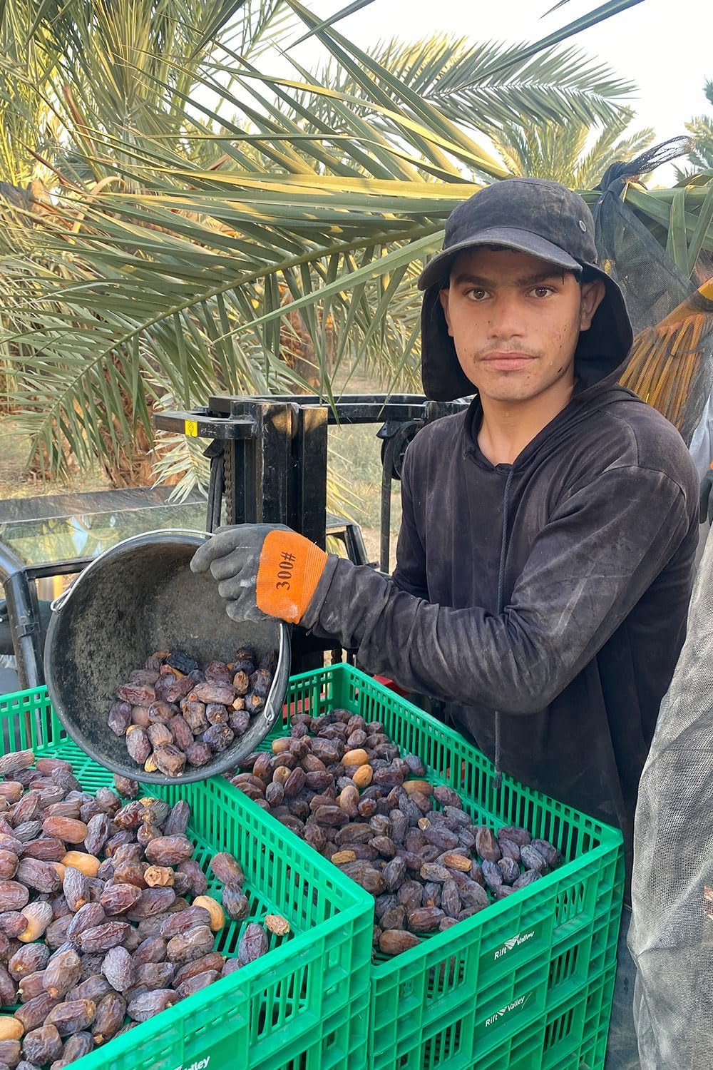 NABALI FAIRKOST FOR ALL Medjoul - Medjool Dates Choice I - 100% natural aromat proaspăt oriental moale I dulce ca mierea și caramelizat I Origine: Palestina I (1x1KG) Produse deshidratate Naty Shop