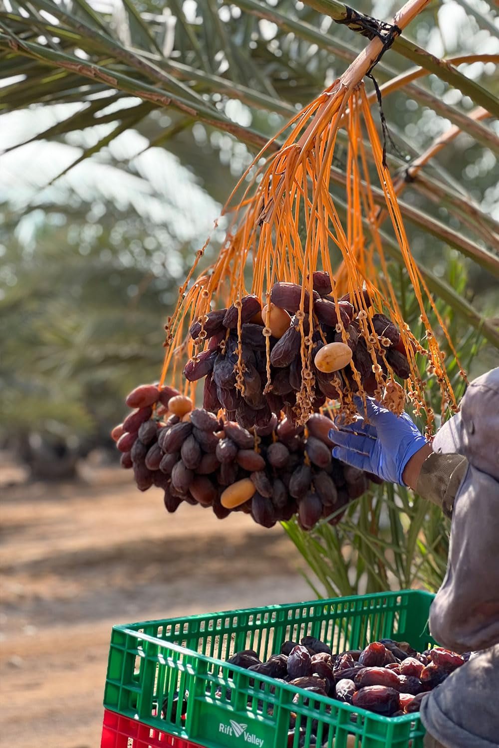 NABALI FAIRKOST POUR TOUS Medjoul - Medjool Dattes Choix I - 100% naturel aromatique frais oriental doux I sucré comme le miel et caramélisé I Origine : Palestine I (1x1KG) Produits déshydratés Naty Shop
