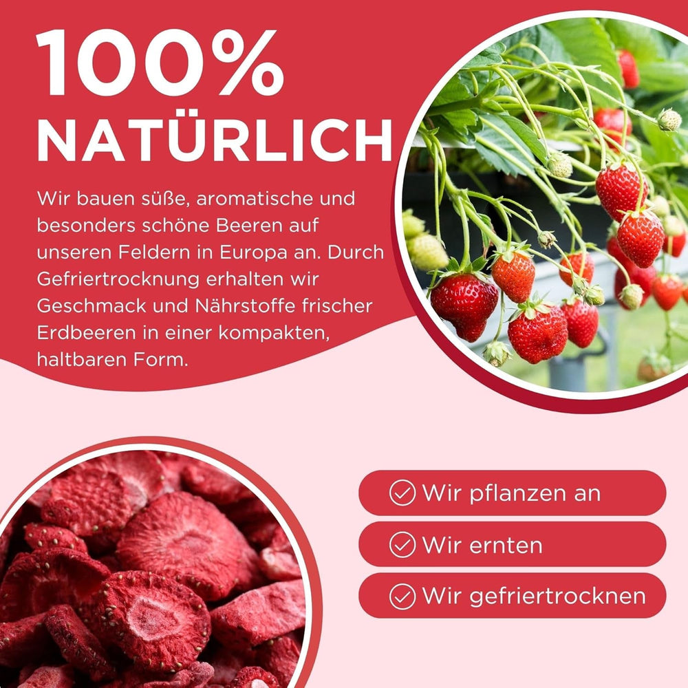 Fraises lyophilisées Summer - lot de 5 - délicieux snacks croquants sans sucre, 100% naturels, pour enfants et adultes, idéal pour les céréales et les lunch box (55g) Produits déshydratés Naty Shop